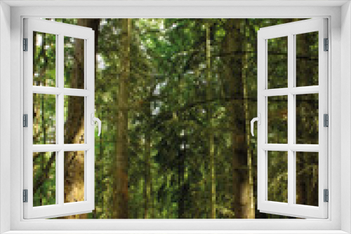 Fototapeta Naklejka Na Ścianę Okno 3D - Path in the Forest
