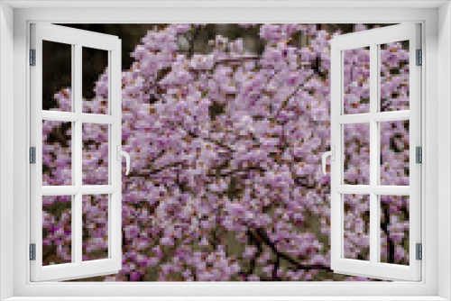 Fototapeta Naklejka Na Ścianę Okno 3D - flowering bush with pink flowers. pink petals on a bush in a park or garden. white and pink flowers outdoors. blooming bush