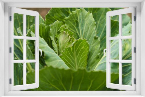 Fototapeta Naklejka Na Ścianę Okno 3D - Green cabbage plant