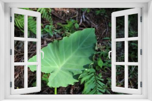 Fototapeta Naklejka Na Ścianę Okno 3D - Taro leaf, a species of Elephant ears, colocasia. Large heart shaped green leaf. Tropical foliage plant found outisde in the woods.