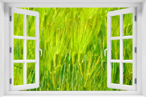 Fototapeta Naklejka Na Ścianę Okno 3D - green barley field in April