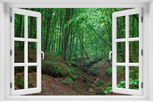 Fototapeta Naklejka Na Ścianę Okno 3D - Green spring wet forest with paths and streams