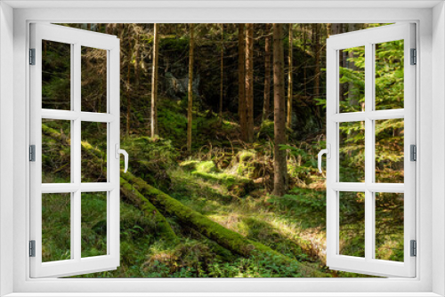 Fototapeta Naklejka Na Ścianę Okno 3D - Trees in a deep forest in a mountains. Table mountain