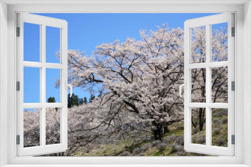 Fototapeta Naklejka Na Ścianę Okno 3D - 陸郷の山桜