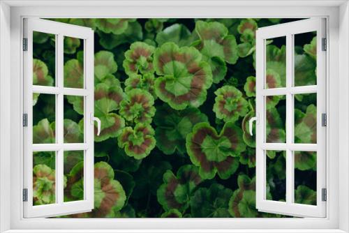 Fototapeta Naklejka Na Ścianę Okno 3D - Growing flower seedlings of geranium and begonia, green sprouts plant in a greenhouse.