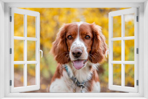 Fototapeta Naklejka Na Ścianę Okno 3D - Healthy happy dog in flower forsythia in spring season.