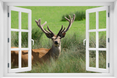 Fototapeta Naklejka Na Ścianę Okno 3D - the deer