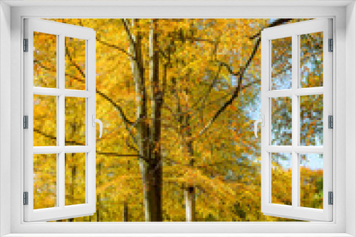 Fototapeta Naklejka Na Ścianę Okno 3D - Beech forest in autumn. Vertical.