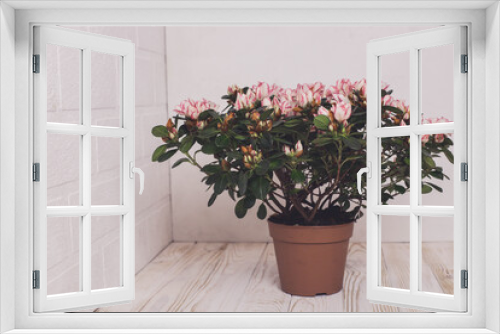Fototapeta Naklejka Na Ścianę Okno 3D - Azalea. Home flower. 
flowerpot. Pink and white flowers on a branch
