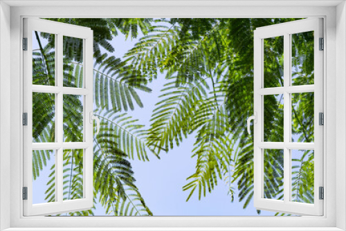 Fototapeta Naklejka Na Ścianę Okno 3D - Persian silk tree (Albizia julibrissin) against blue sky. Floral background. Beautiful small carved leaves on branches of Lankaran acacia. Unusual tropical plant close-up. Natural concept for design. 