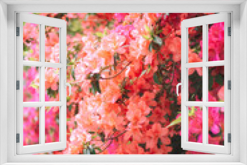 Fototapeta Naklejka Na Ścianę Okno 3D - blooming azaleas