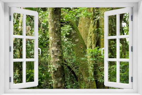 Fototapeta Naklejka Na Ścianę Okno 3D - Remanescente alterado de Floresta com Araucária - Campo Largo- PR