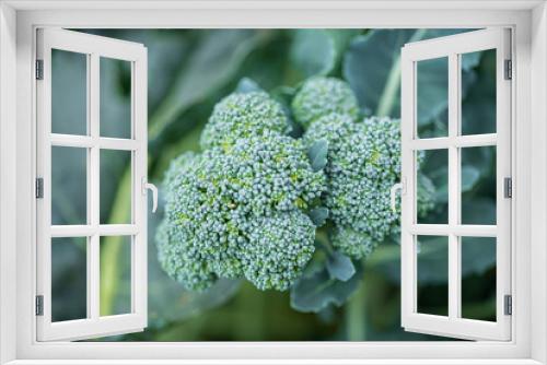 Fototapeta Naklejka Na Ścianę Okno 3D - organic broccoli in the garden