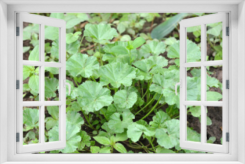 Fototapeta Naklejka Na Ścianę Okno 3D - Mallow (Malva pusilla, Malva rotundifolia) grows in nature in summer