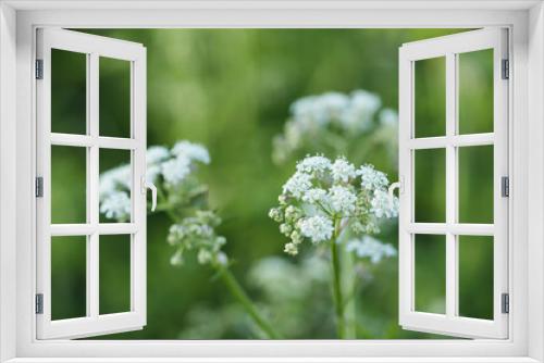 Fototapeta Naklejka Na Ścianę Okno 3D - Small delicate white wild flowers on green grass background in springtime. Selective soft focus. Close up.