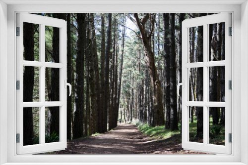 Fototapeta Naklejka Na Ścianę Okno 3D - Tall trees