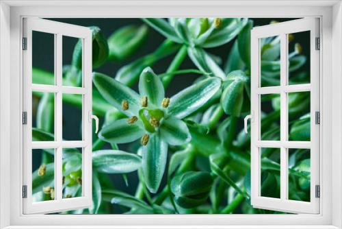 Fototapeta Naklejka Na Ścianę Okno 3D - Albuca Bracteata (pregnant onion) flower in garden? macro shot