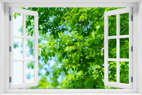 Fototapeta Naklejka Na Ścianę Okno 3D - 新緑の柳の木の葉っぱ　麻機遊水地