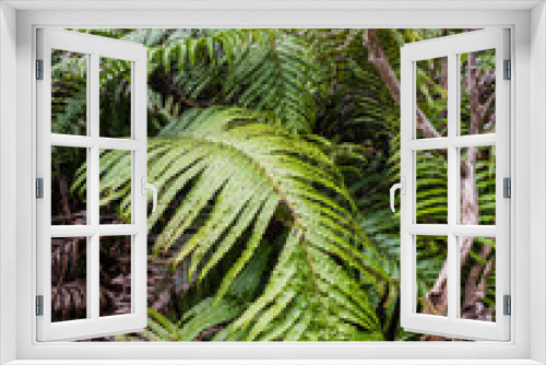 Fototapeta Naklejka Na Ścianę Okno 3D - Kiokio palm leaf fern in Waitakere Ranges regional park, Auckland, New Zealand