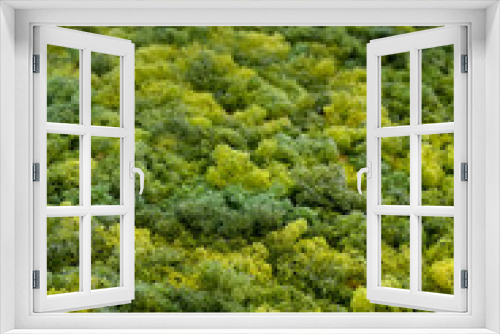 Fototapeta Naklejka Na Ścianę Okno 3D - Moss close-up on a wall