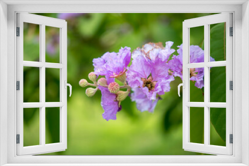 Fototapeta Naklejka Na Ścianę Okno 3D - Bungor flower background green nature