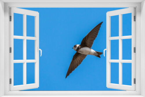 Fototapeta Naklejka Na Ścianę Okno 3D - Sand Martin (Riparia riparia) in flight with a blue sky and copy space, a migrating bird that can be found flying in the UK in the spring  from March or April and is known as the Bank Swallow