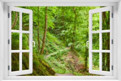 Fototapeta Naklejka Na Ścianę Okno 3D - Path through a green forest in Germany