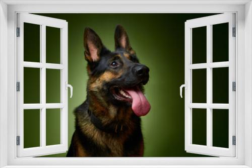 Fototapeta Naklejka Na Ścianę Okno 3D - Sheepdog. German Shepherd. The dog smiles. Dog on a green background.