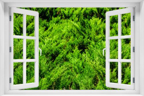 Fototapeta Naklejka Na Ścianę Okno 3D - Background of the evergreen juniper bushes. Natural pattern
