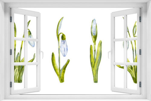 Fototapeta Naklejka Na Ścianę Okno 3D - Set of spring snowdrops. Hand drawn realistic flowers. Watercolor illustration isolated on white background