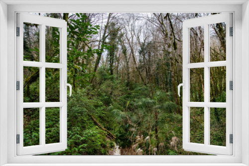 Fototapeta Naklejka Na Ścianę Okno 3D - relict jungle forest with yew and boxwood trees in the grove. Soshi, Russia