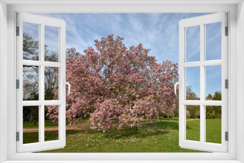 Fototapeta Naklejka Na Ścianę Okno 3D - View of a large magnolia tree in bloom time.