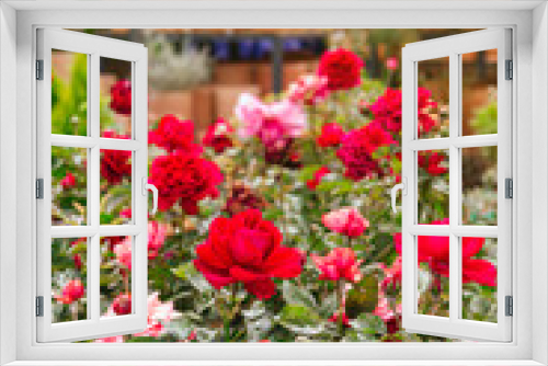 Fototapeta Naklejka Na Ścianę Okno 3D - Beautiful red and pink roses blooming in the garden center during spring with clay pots in the background