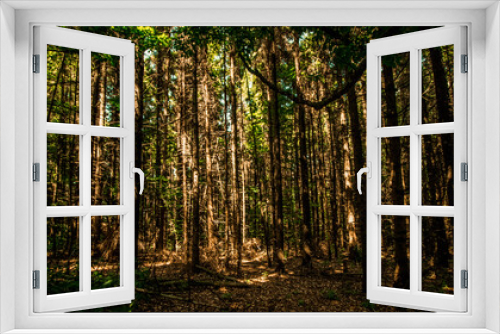 Fototapeta Naklejka Na Ścianę Okno 3D - The beautoful forest in the meses mountains - Zalau - Salaj