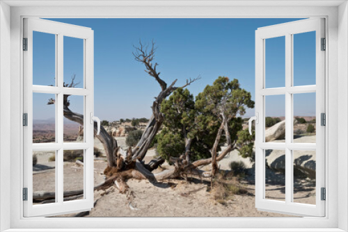 Fototapeta Naklejka Na Ścianę Okno 3D - tree in the desert