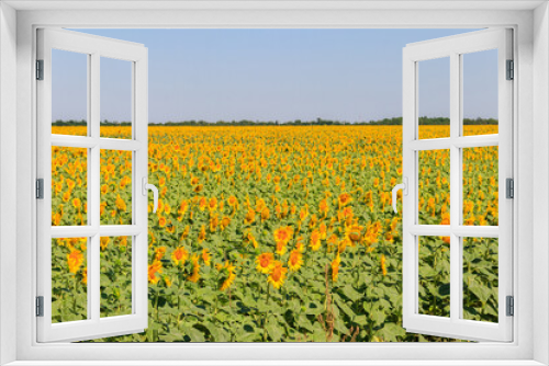 Fototapeta Naklejka Na Ścianę Okno 3D - View of beautiful sunflower field at summer