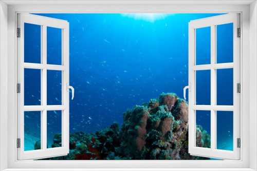 Fototapeta Naklejka Na Ścianę Okno 3D - 石垣島　自然　海　珊瑚