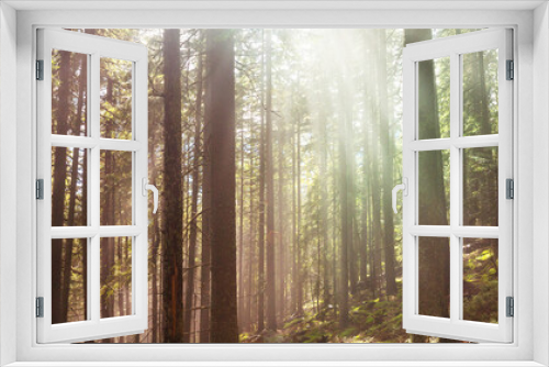 Fototapeta Naklejka Na Ścianę Okno 3D - Sunny forest