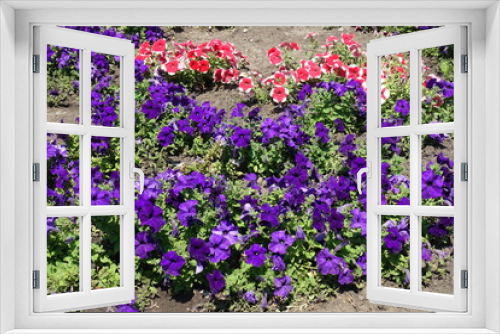 Fototapeta Naklejka Na Ścianę Okno 3D - Lots of purple, red and white flowers of petunias in July