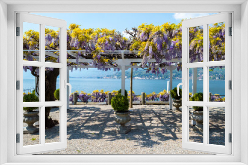 Fototapeta Naklejka Na Ścianę Okno 3D - Nice canopy covered in wisteria flowers...beautiflu purple and yellow colors in front of Lake Como in the little town of Bellagio Northern Italy