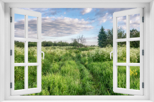 Fototapeta Naklejka Na Ścianę Okno 3D - A spring meadow with tall grass, a small group of trees and a country road overgrown with grass. Blue sky with raised gray-white clouds. White honey flowers and fresh green grass. Early summer 