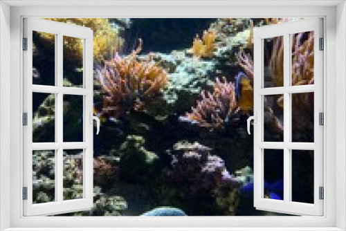 Fototapeta Naklejka Na Ścianę Okno 3D - fish swim behind glass in the aquarium