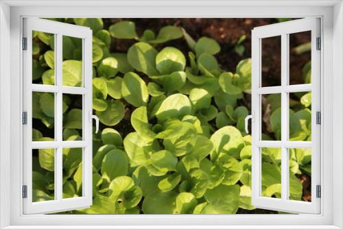 Fototapeta Naklejka Na Ścianę Okno 3D - Lettuce leaf