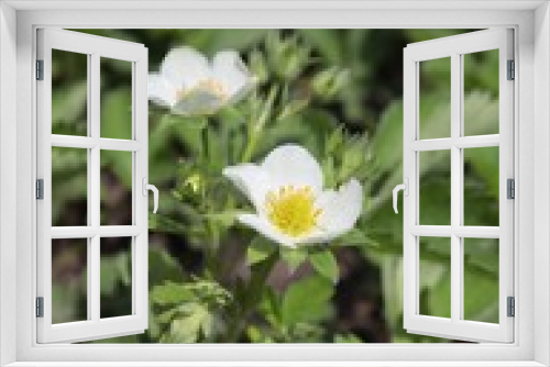 Fototapeta Naklejka Na Ścianę Okno 3D - White strawberry flowers growing in spring beds.