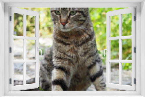 Fototapeta Naklejka Na Ścianę Okno 3D - cat on the grass