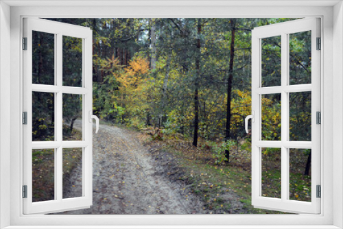 Fototapeta Naklejka Na Ścianę Okno 3D - Forest near Kiev at autumn