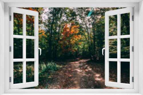 Fototapeta Naklejka Na Ścianę Okno 3D - Beautiful autumn colors - forest