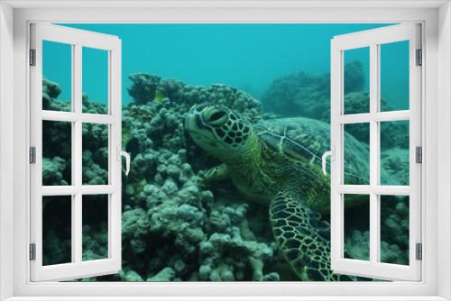 Fototapeta Naklejka Na Ścianę Okno 3D - Snorkeling with Wild Green Sea Turtles in Hawaii

