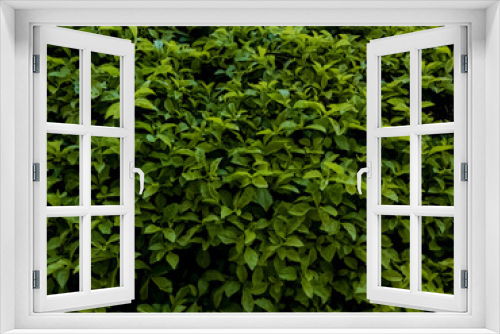 Fototapeta Naklejka Na Ścianę Okno 3D - Hojas verdes