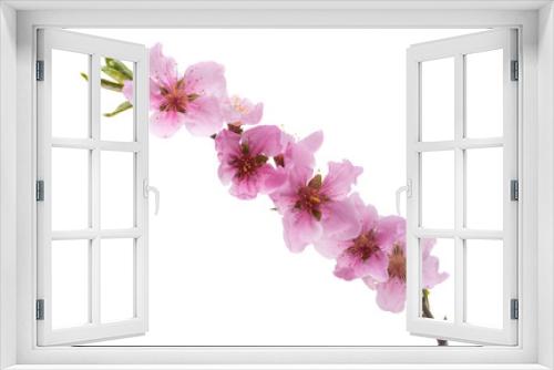 Fototapeta Naklejka Na Ścianę Okno 3D - beautiful sakura flower isolated